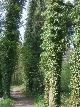 Nettetal-Lobberich : Wanderweg am Ferkensbruch. Die Bäume sind mit Efeu zugewachsen.